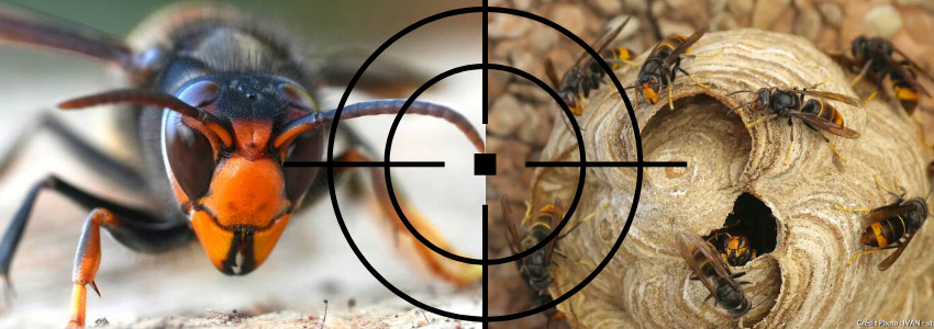 Lutte contre le frelon asiatique